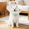 Plastic Elizabethan Collar for Dogs