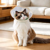 Plastic Elizabethan Collar for Dogs